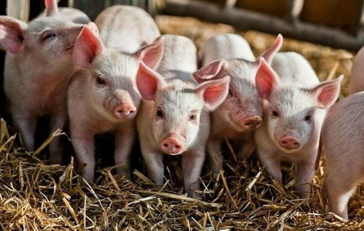 На Кубани завершили строительство свинофермы на 2,4 тыс. голов