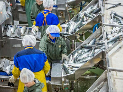 Производство рыбной продукции в России за 11 месяцев 2023 года увеличилось на 9% — до 4,1 млн тонн